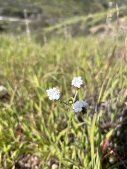 Plagiobothrys nothofulvus