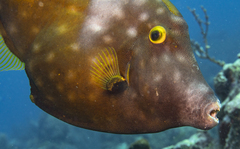 Cantherhines macrocerus