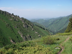 Juniperus pseudosabina