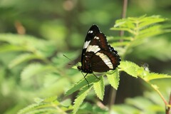 Limenitis arthemis rubrofasciata