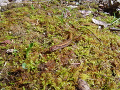 Desmognathus carolinensis