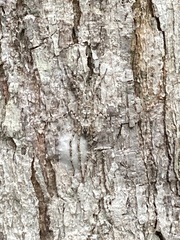 Heteropodinae