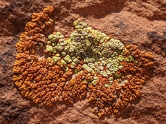 Xanthomendoza trachyphylla