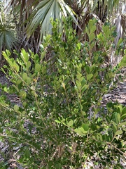 Eugenia foetida
