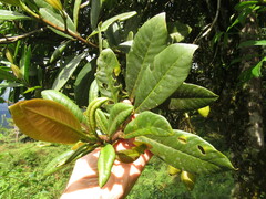 Clusiaceae