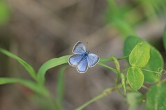 Glaucopsyche lygdamus