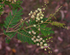 Acacia chrysotricha