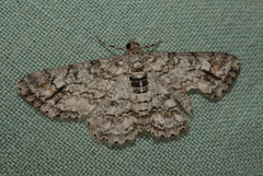 Cleora displicata