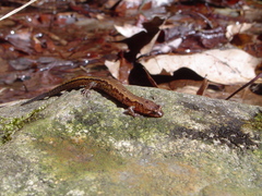Desmognathus carolinensis