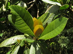 Clusiaceae