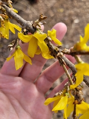 Forsythia