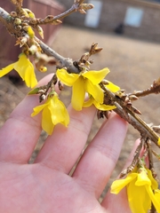 Forsythia