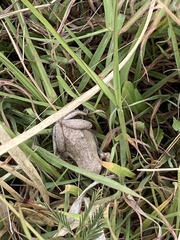 Litoria rubella