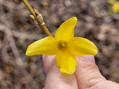 Forsythia