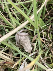 Litoria rubella