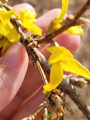 Forsythia