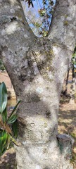 Magnolia grandiflora