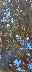 Magnolia grandiflora