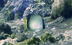 Chaetodon decussatus