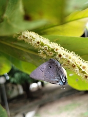 Parrhasius polibetes