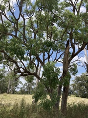 Angophora floribunda