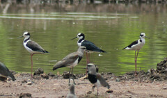 Himantopus mexicanus melanurus