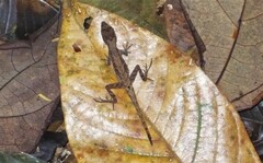 Anolis humilis