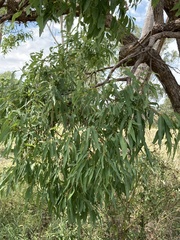 Angophora floribunda