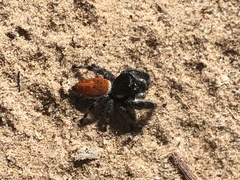 Phidippus californicus