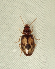 Philophlaeus luculentus