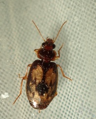 Philophlaeus luculentus