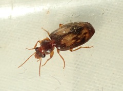Philophlaeus luculentus