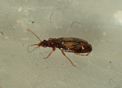 Philophlaeus luculentus