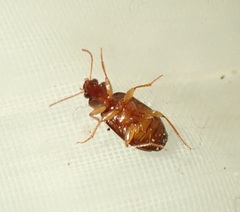 Philophlaeus luculentus