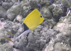 Forcipiger flavissimus