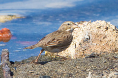 Passerculus sandwichensis rostratus
