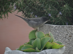 Curruca melanocephala