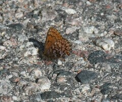 Callophrys eryphon