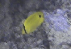 Chaetodon andamanensis