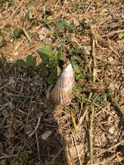 Lissachatina fulica