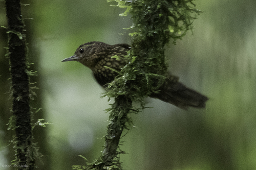 Premnoplex brunnescens