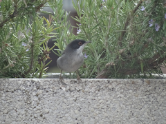 Curruca melanocephala