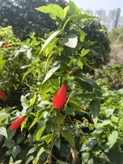 Malvaviscus penduliflorus