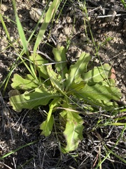 Rafinesquia californica