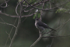 Coryphospingus pileatus