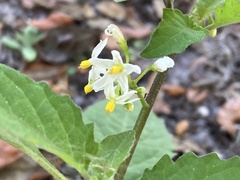 Solanum americanum