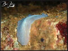 Pericelis