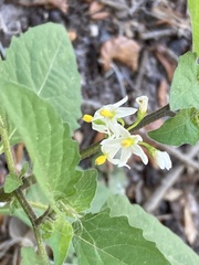 Solanum americanum
