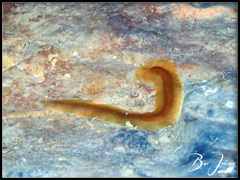 Prosthiostomidae
