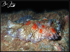 Platydoris cruenta